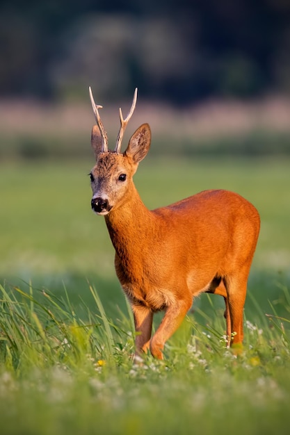 Dollaro dei caprioli che cammina sul prato fiorito in estate al tramonto