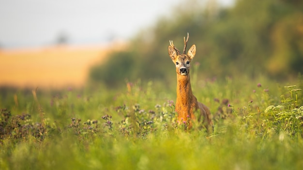 Dollaro dei caprioli che sta fiero su un prato con i wildflowers all'alba