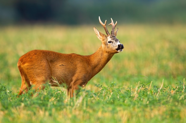 Dollaro dei caprioli che sta su un campo e che fiuta con il naso nella stagione degli amori