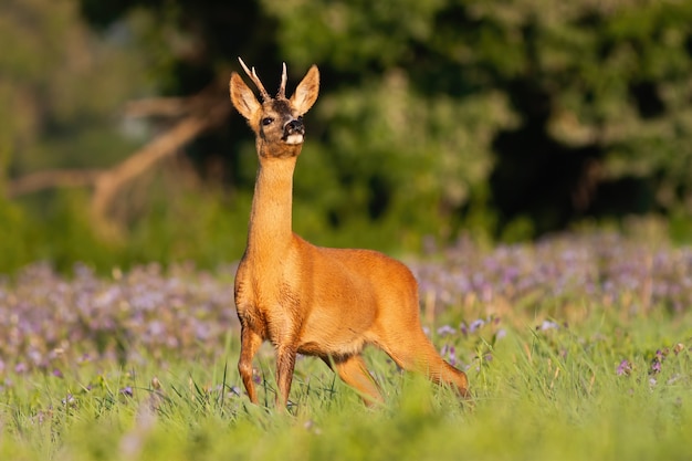 Dollaro diffidente dei caprioli che fiuta sul prato in pieno del wildflower di estate.