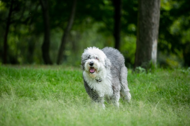 Dong che corre nel parco