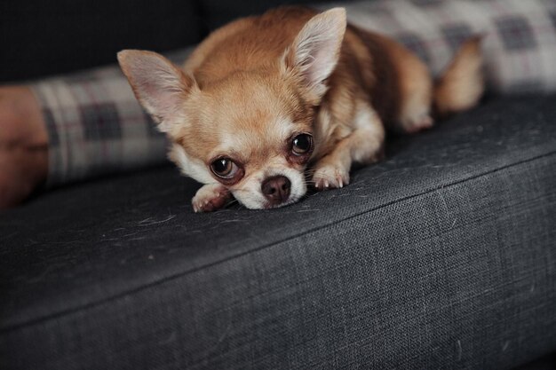 Donna abbastanza matura con il cane Chihuahua sul divano scuro