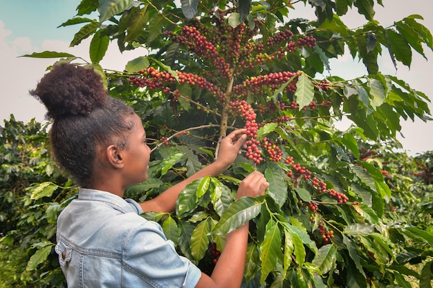 Donna afro-americana che raccoglie chicchi di caffè Arabica Sulla pianta del caffè nella sua fattoria