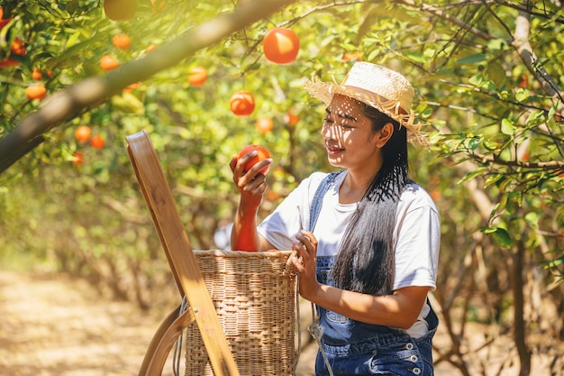 Donna agricoltore arancione Il giardiniere che raccoglie l'arancia nel cesto al soleggiato giardino delle arance