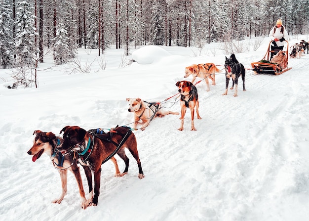 Donna alla slitta trainata da cani Husky in Finlandia in Lapponia in inverno.