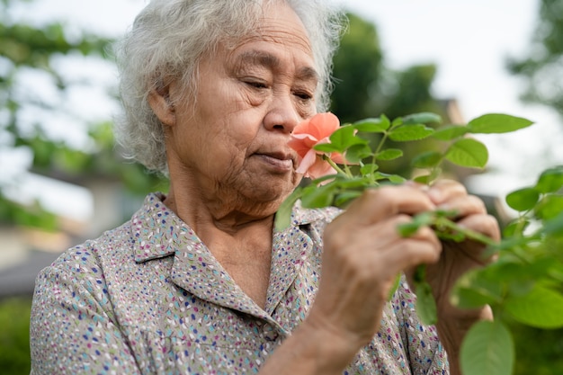 Donna anziana anziana o anziana asiatica con fiore di rosa arancione rosato nel giardino soleggiato.