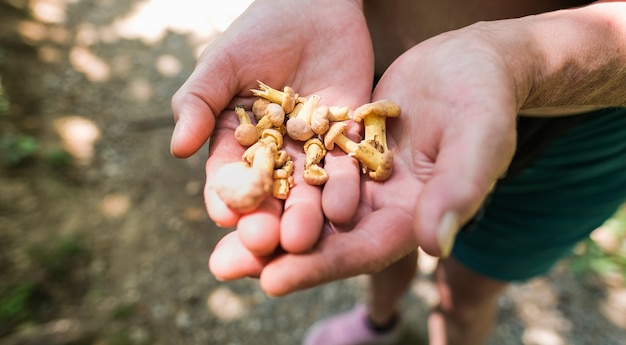 Donna anziana che tiene in mano un fungo selvatico nella foresta - Hobby, attività stagionale - Focus sui finferli