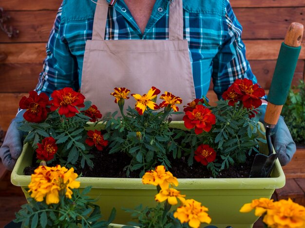 Donna anziana in attività con fiori ed erbe aromatiche. Concetto di anziani in pensione: tenere in mano un vaso di fiori rossi