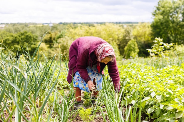 Donna anziana in pensione che raccoglie le verdure dal suo giardino.