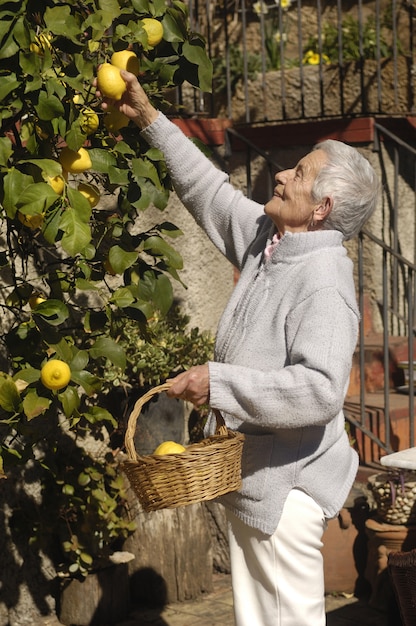 Donna anziana raccogliendo frutta dall&#39;albero