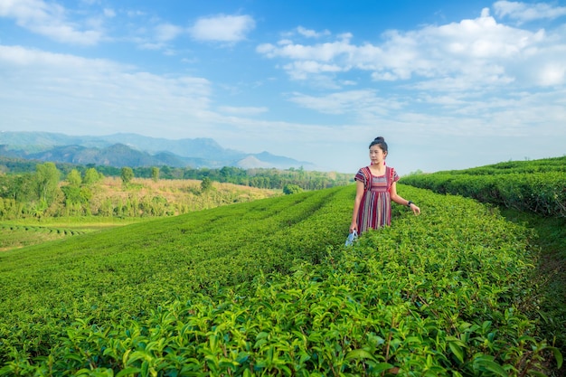 Donna asiatica in abiti tradizionali in piedi nella terrazza delle piantagioni di tè verde Chiang mai Thailand