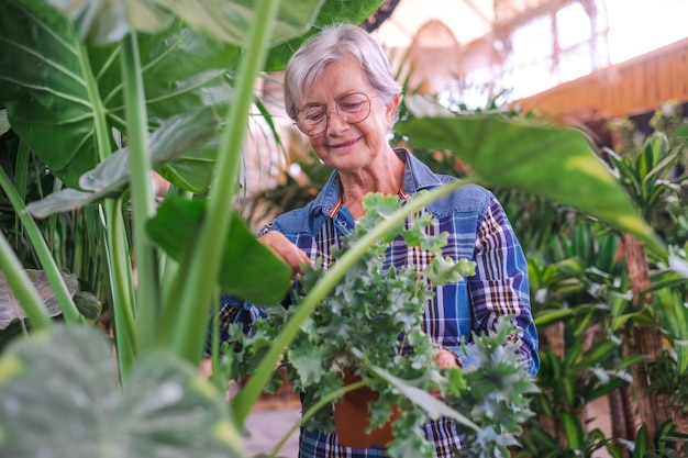 Donna caucasica anziana in camicia a scacchi che si gode lo shopping nella serra selezionando vasi di piante e fiori per il suo giardino