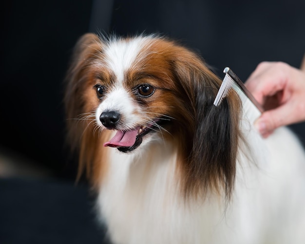 Donna caucasica che pettina un cane papillon spaniel continentale con la lingua fuoriuscente al pettinaggio