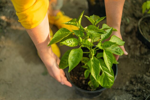 Donna caucasica del giovane giardiniere che tiene una pianta Il giardiniere femminile felice offre piante e fiori al