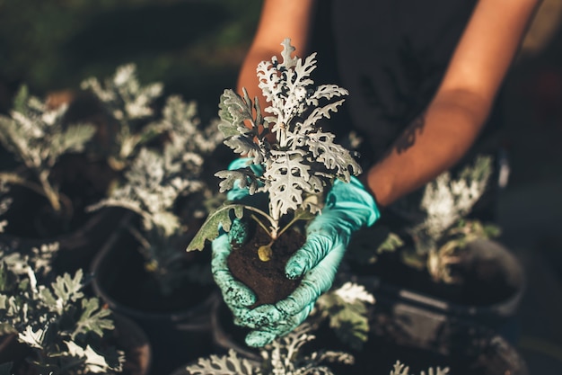 donna caucasica reimpianto di fiori mentre si lavora nel cortile con i guanti