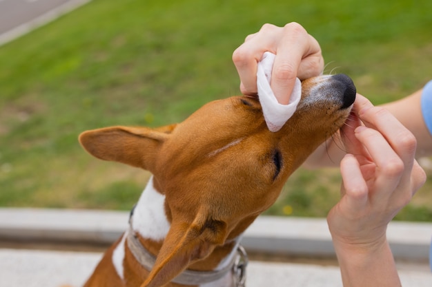 Donna caucasica sconosciuta che si prende cura delle mani del suo cane da compagnia di una ragazza che usa un panno umido per pulire...