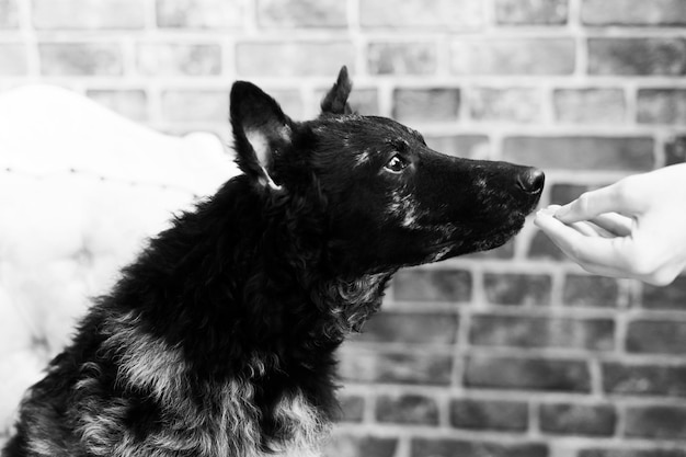 Donna che allatta il cane mudi in studio o a casa in primo piano