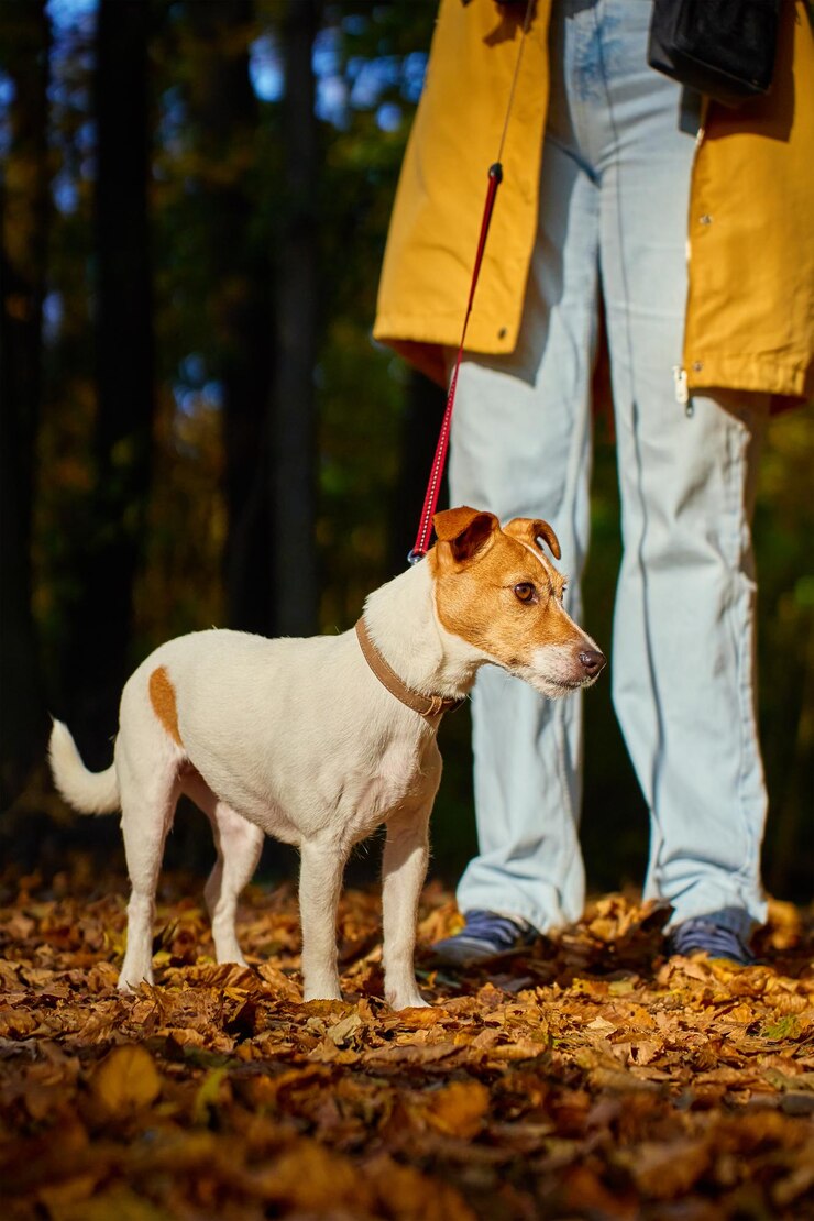 Donna che cammina con il cane nel parco d'autunno