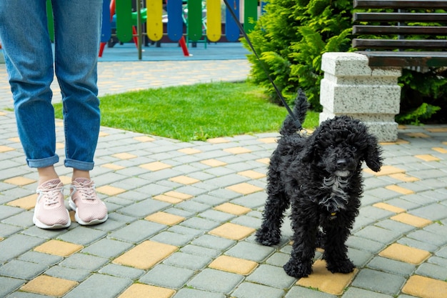 Donna che cammina il cucciolo di barboncino giocattolo nero