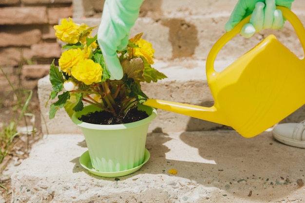 Donna che innaffia i fiori di begonia in un primo piano del vaso Piante domestiche stile di vita della casa verde