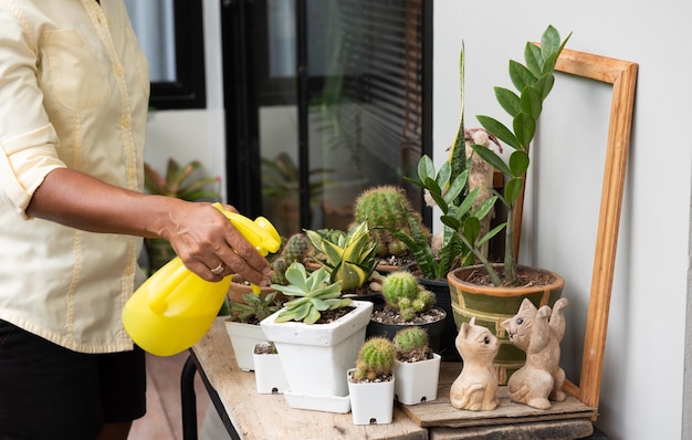 Donna che innaffia il giardinaggio della pianta domestica con il cactus
