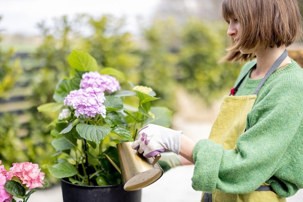 Donna che innaffia le ortensie che si prendono cura dei fiori nel giardino