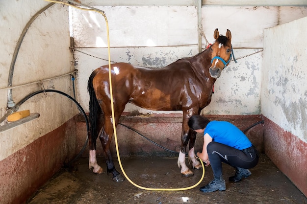 Donna che lava il cavallo con il tubo