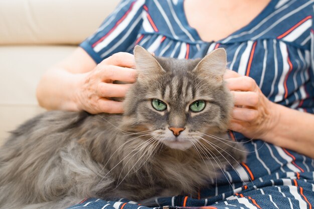 Donna che massaggia un gatto soffice e grigio. Primo piano delle mani femminili che accarezzano un gatto dagli occhi verdi.