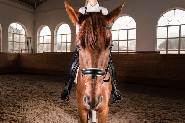 donna che monta un cavallo purosangue.