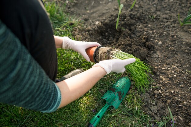 Donna che pianta erba cipollina nel suo enorme giardino durante la bella stagione primaverile, concetto di giardinaggio