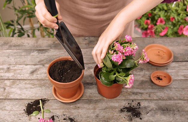 Donna che pianta fiori in vaso sul tavolo di legno