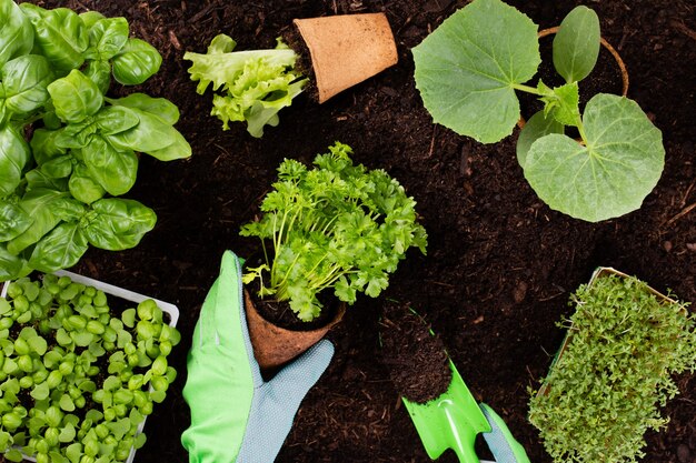 Donna che pianta giovani piantine di insalata di lattuga nell'orto.