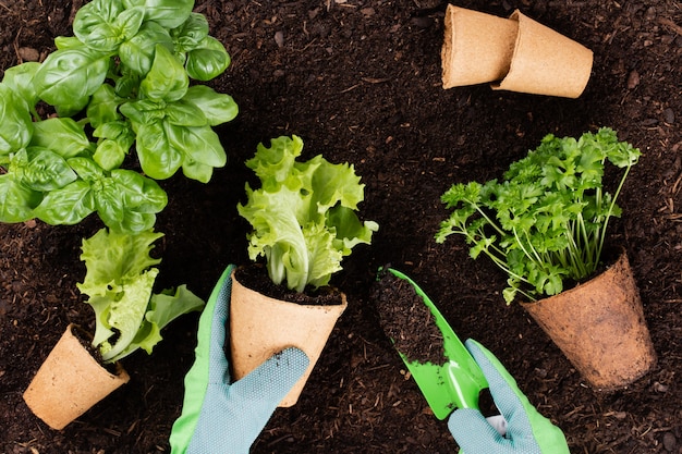 Donna che pianta giovani piantine di insalata di lattuga nell'orto.