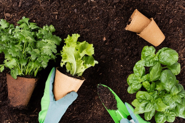 Donna che pianta giovani piantine di insalata di lattuga nell'orto