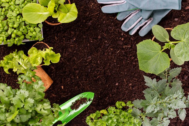 Donna che pianta giovani piantine di insalata di lattuga nell'orto