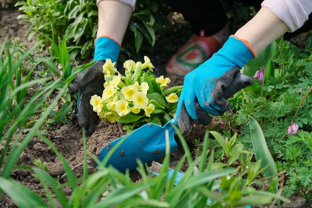 Donna che pianta i fiori della primula in giardino