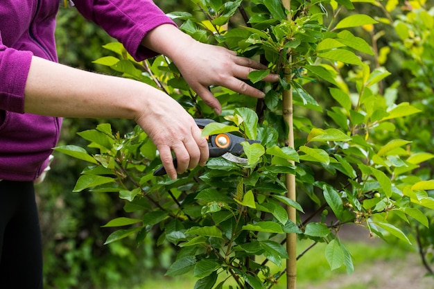 Donna che pota le piante nel giardino di casa Mani visibili e cesoie da potatura