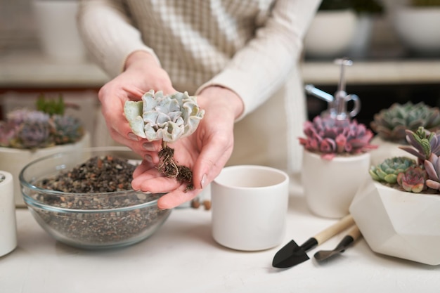 Donna che prepara Echeveria Succulente talea radicata per il trapianto in vaso