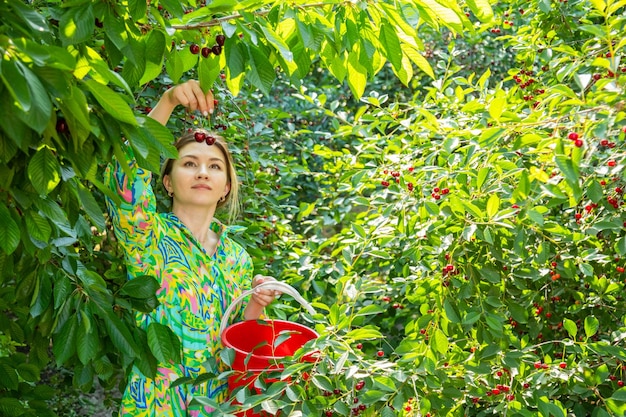 Donna che raccoglie ciliegie mature