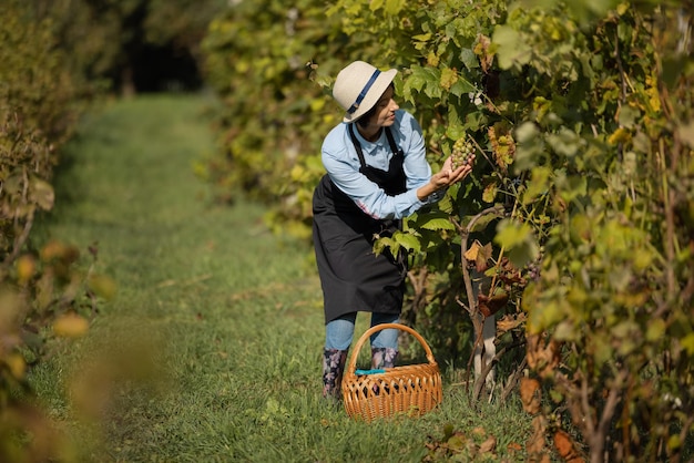 Donna che raccoglie l'uva sulla vigna