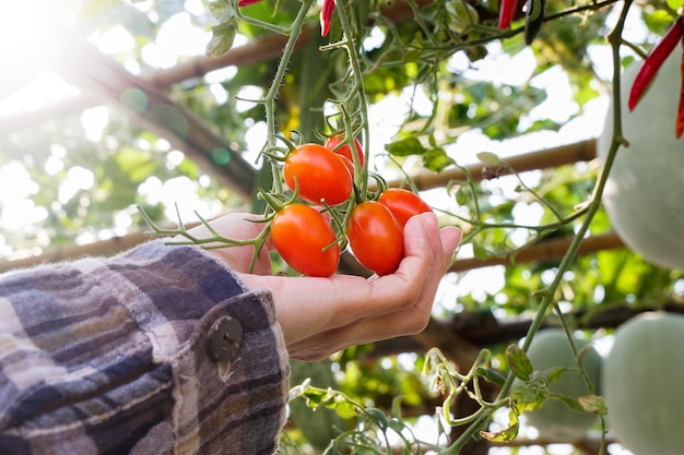 Donna che raccoglie pomodori freschi nell'orto biologico, agricoltore produttore di alimenti biologici per marchio locale