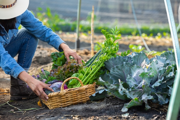 donna che raccoglie verdure