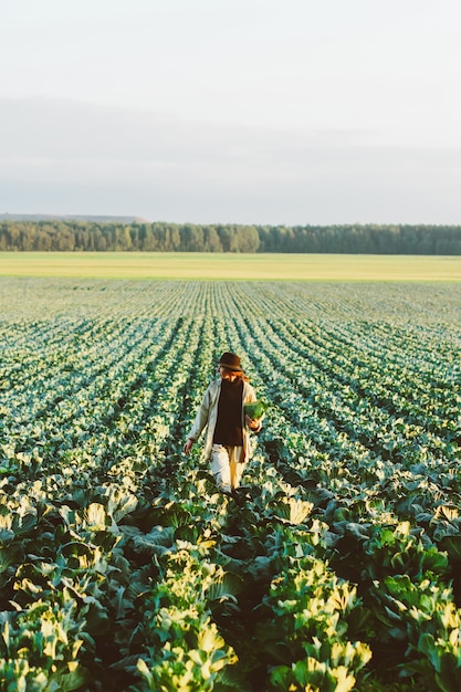 Donna che seleziona la verdura del cavolo al campo Contadina che lavora in un'azienda agricola biologica. Raccolta nella stagione autunnale.