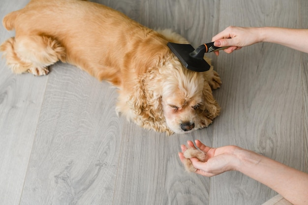 Donna che spazzola il suo Cocker Spaniel americano a casa