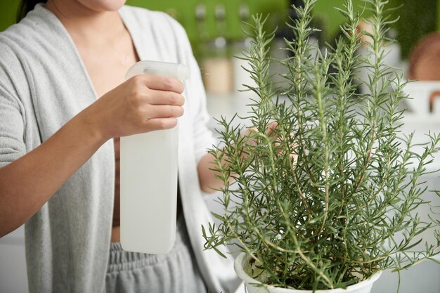 Donna che spruzza la pianta del rosmarino