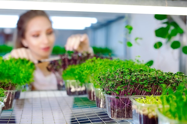 Donna che spruzza microgreens con acqua. Una piccola fattoria micro-verde.