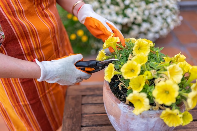 Donna che taglia fiori con forbici da giardinaggio fuori casa sua