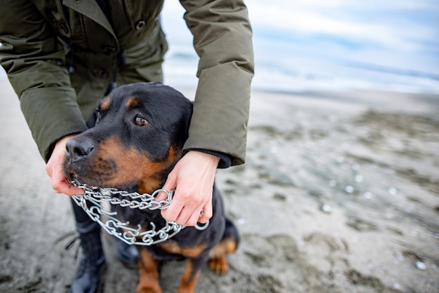 Donna che tiene e indossa il collare per il cane rottweiler quando fa freddo