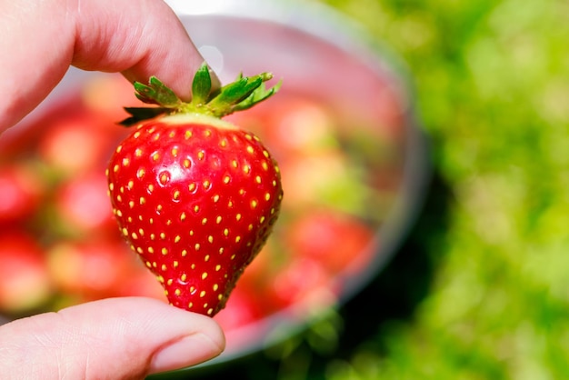 Donna che tiene grande fragola rossa e matura