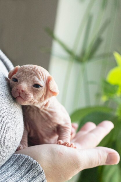 Donna che tiene in mano lo sphynx canadese a casa. Gatto con gli occhi azzurri che guarda l'obbiettivo. Animale domestico senza peli.